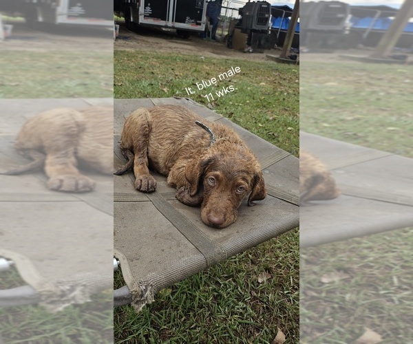 Medium Photo #7 Chesapeake Bay Retriever Puppy For Sale in Cordele, GA, USA
