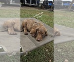 Small #6 Chesapeake Bay Retriever