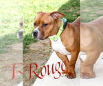 Small #2 American Pit Bull Terrier Mix