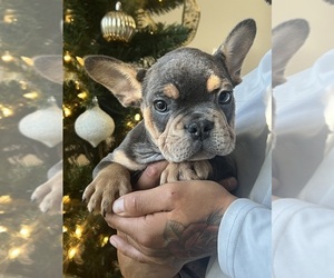 French Bulldog Puppy for sale in COCOA, FL, USA