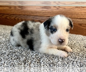 Australian Shepherd Puppy for Sale in LODA, Illinois USA