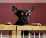 Small #3 French Bulldog