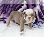 Small Photo #2 English Bulldog Puppy For Sale in SHILOH, OH, USA