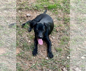 Catahoula Leopard Dog-Labrador Retriever Mix Dogs for adoption in Lakemont, GA, USA