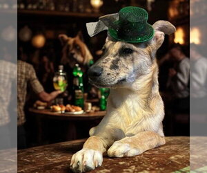 Australian Shepherd-Unknown Mix Dogs for adoption in Canton, CT, USA