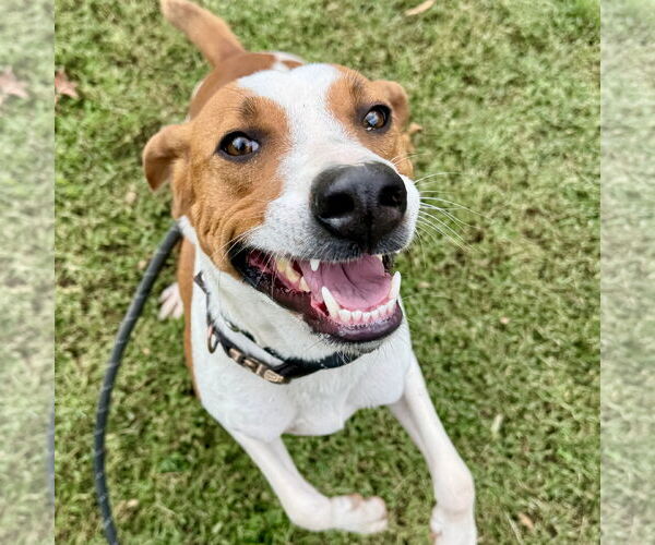 Medium Photo #1 Beagle-Unknown Mix Puppy For Sale in Sparta, TN, USA