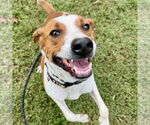 Small Beagle Mix