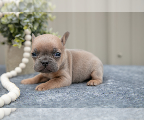 Medium Photo #3 Faux Frenchbo Bulldog Puppy For Sale in NEW CONCORD, OH, USA