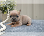 Small Photo #3 Faux Frenchbo Bulldog Puppy For Sale in NEW CONCORD, OH, USA