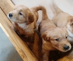 Small Photo #8 Golden Retriever Puppy For Sale in DULUTH, MN, USA