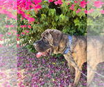 Small #4 Mastiff