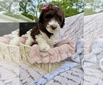 Small #1 Poodle (Standard)