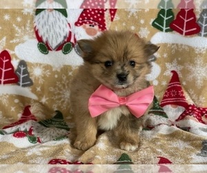 Pomeranian Puppy for sale in LANCASTER, PA, USA