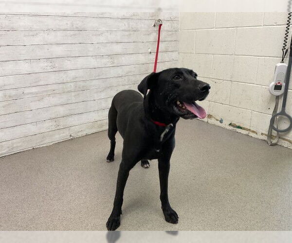 Medium Photo #1 Labrador Retriever-Unknown Mix Puppy For Sale in San Bernardino, CA, USA