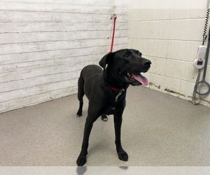 Labrador Retriever-Unknown Mix Dogs for adoption in San Bernardino, CA, USA