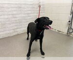 Small Labrador Retriever Mix