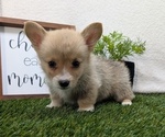 Small #8 Pembroke Welsh Corgi