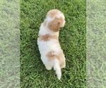Small Photo #14 Goldendoodle Puppy For Sale in FALMOUTH, VA, USA