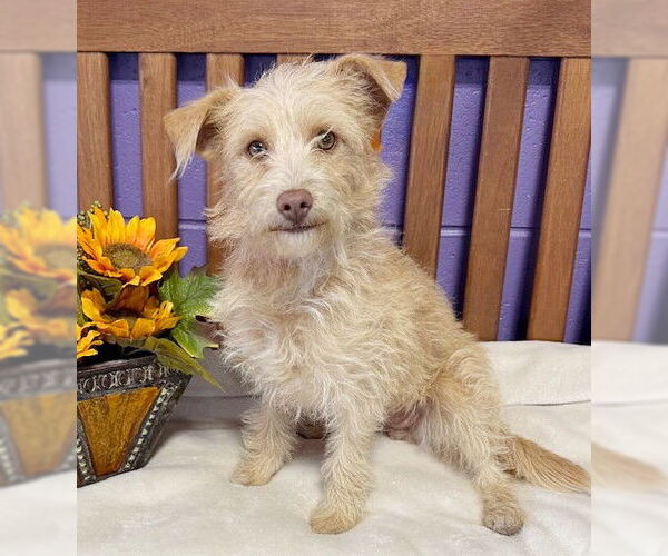 Medium Photo #3 Cairn Terrier-Unknown Mix Puppy For Sale in Genesee, WI, USA