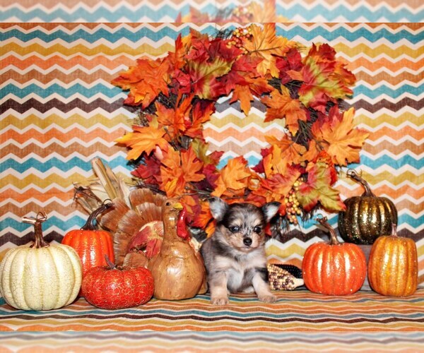 Medium Photo #26 Chihuahua Puppy For Sale in CHARLESTON, AR, USA