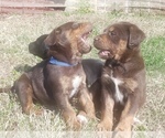 Small Photo #2 Labrador Retriever-Unknown Mix Puppy For Sale in RIPLEY, TN, USA