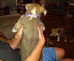 Small Photo #8 American Pit Bull Terrier-Siberian Husky Mix Puppy For Sale in N FOND DU LAC, WI, USA