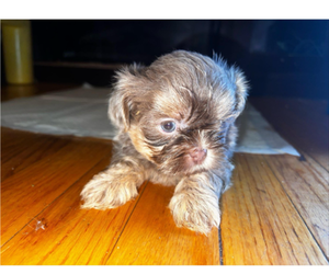 Shih Tzu Puppy for Sale in NEW YORK, New York USA