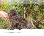 Small #48 ShihPoo