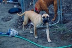 Small Photo #9 Presa Canario Puppy For Sale in FLINT, MI, USA