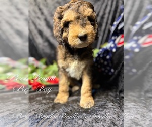 Bernedoodle Puppy for Sale in SAINT CLOUD, Minnesota USA
