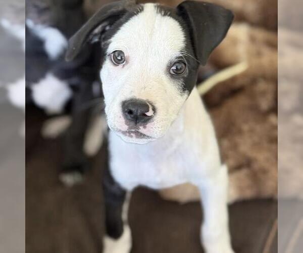 Medium Photo #9 Colonial Cocker Spaniel-Unknown Mix Puppy For Sale in San Diego, CA, USA