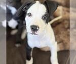 Small #8 Colonial Cocker Spaniel Mix