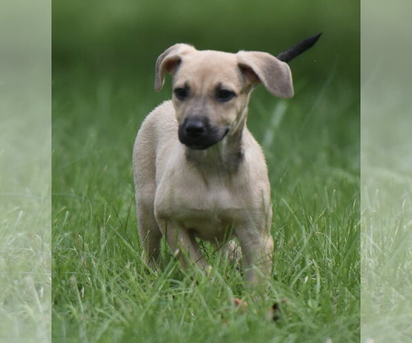Medium Photo #8 Boxer-Unknown Mix Puppy For Sale in Mechanicsburg, PA, USA