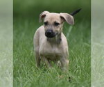 Small #7 Boxer Mix