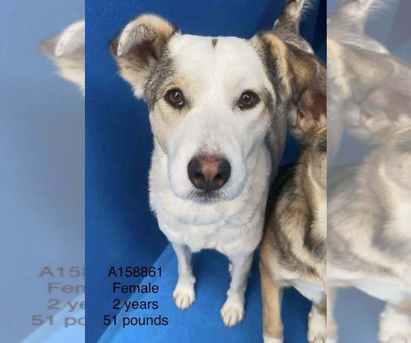 Medium Photo #1 German Shepherd Dog-Unknown Mix Puppy For Sale in Calgary, Alberta, Canada