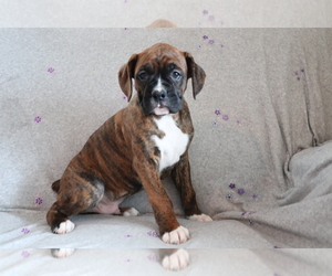 Boxer Puppy for sale in SHILOH, OH, USA