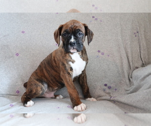 Boxer Puppy for sale in SHILOH, OH, USA