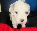 Small #15 Sheepadoodle