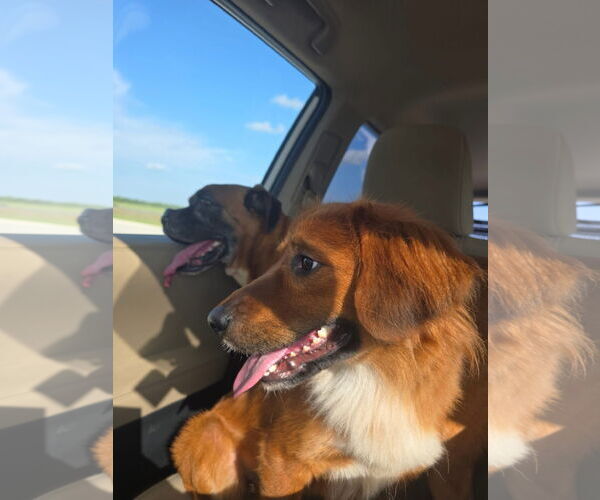 Medium Photo #4 Retriever -Unknown Mix Puppy For Sale in Oakhurst, NJ, USA