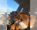 Small #3 Retriever  Mix