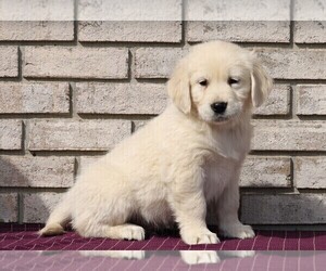 English Cream Golden Retriever Puppy for sale in FREDERICKSBG, OH, USA