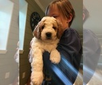 Small Photo #10 Miniature Bernedoodle Puppy For Sale in URBANA, IL, USA
