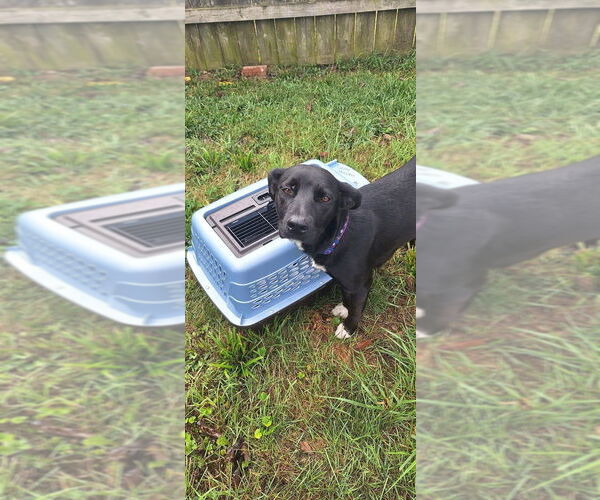 Medium Photo #9 Labrador Retriever-Unknown Mix Puppy For Sale in Aurora, IN, USA