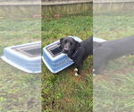 Small #8 Labrador Retriever Mix