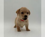 Small #2 Retriever  Mix