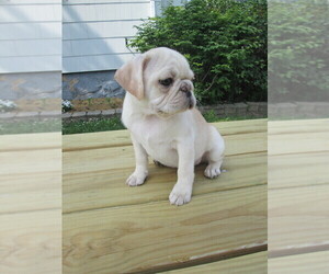 Pug Puppy for sale in STRATFORD, WI, USA