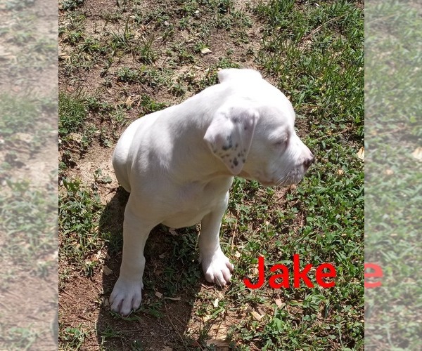 Medium Photo #3 American Bulldog Puppy For Sale in GAFFNEY, SC, USA