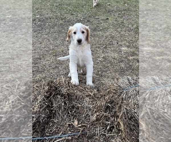 Medium Photo #45 Aussie-Poo-Goldendoodle Mix Puppy For Sale in COMMERCE, MI, USA