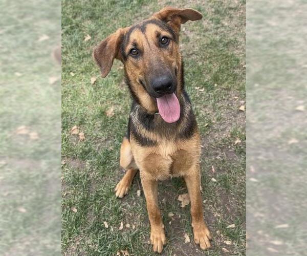 Medium Photo #2 German Shepherd Dog Puppy For Sale in Riverside, CA, USA