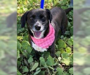 Dachshund Dogs for adoption in Waco, TX, USA